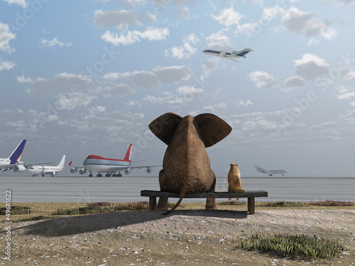 Photography elephant and dog sitting at the airport