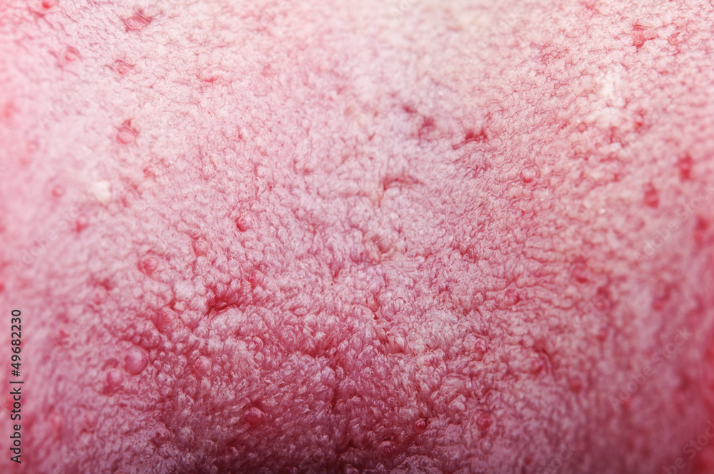 Fototapeta premium tongue structure