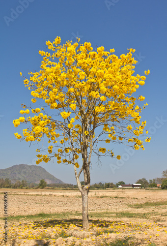 Yellow tabebuia flower against blue sky photo