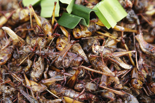 Insekten essen