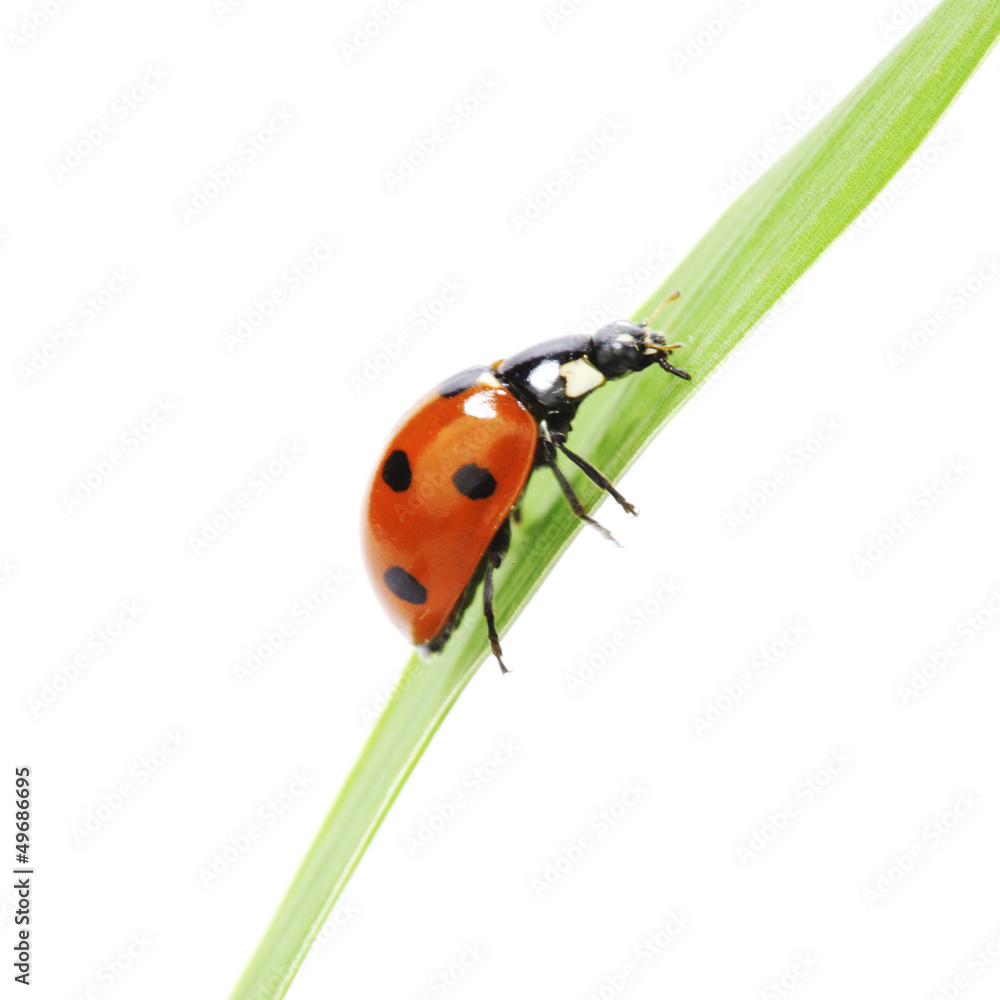 Fototapeta premium ladybug on grass