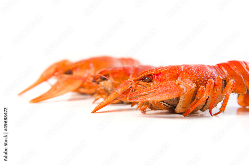 Red boiled crayfish on white large dish on white background Red boiled crayfish on white large dish on white background