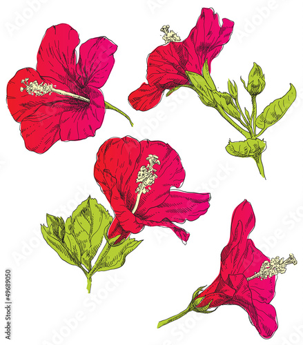 Hand draving Hibiscus flower blossom photo