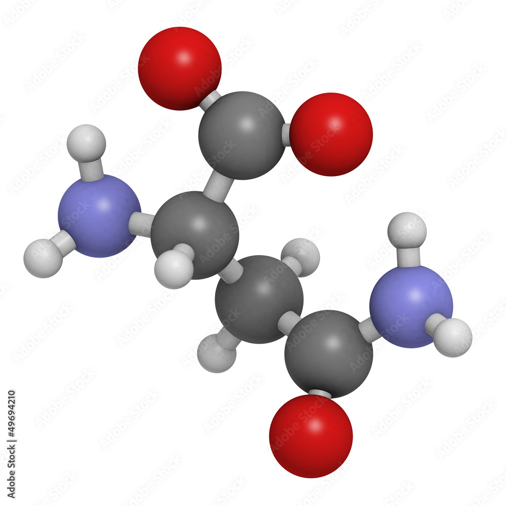 Asparagine (Asn, N) amino acid, molecular model. Asparagine (Asn, N) amino acid, molecular model.