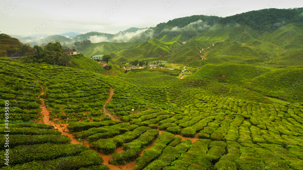 Tea valley