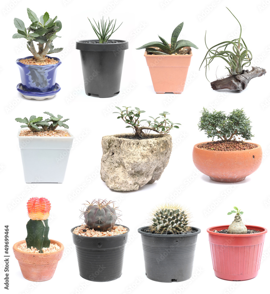 small potted garden trees small potted garden trees