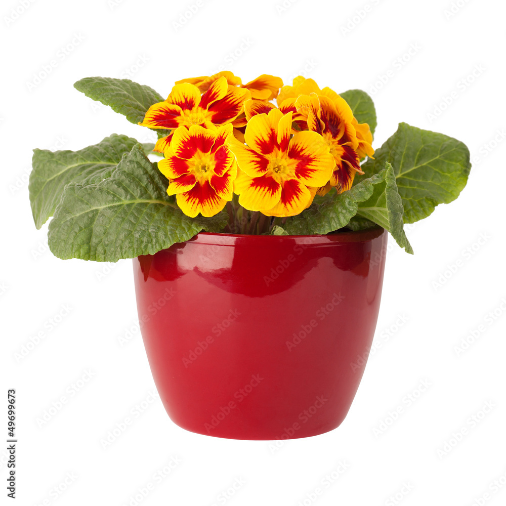 Primula flower in red pot