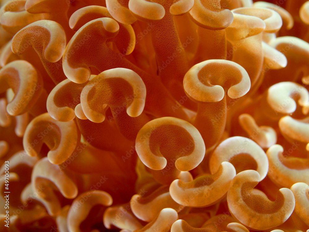 Soft coral, Philippine sea Soft coral, Philippine sea