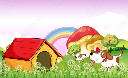 A doghouse near the weeds