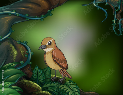 A bird at the rainforest