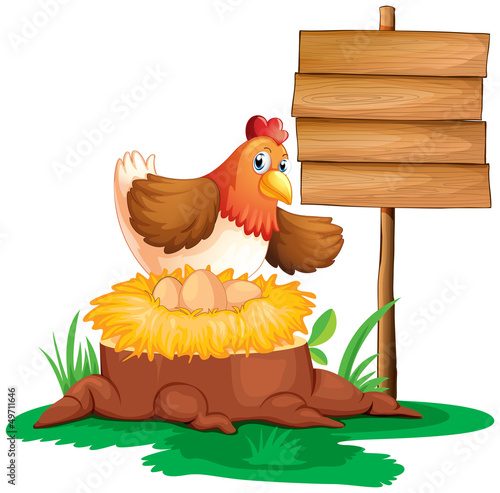 A hen laying eggs