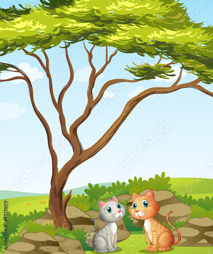 Two cats in the forest