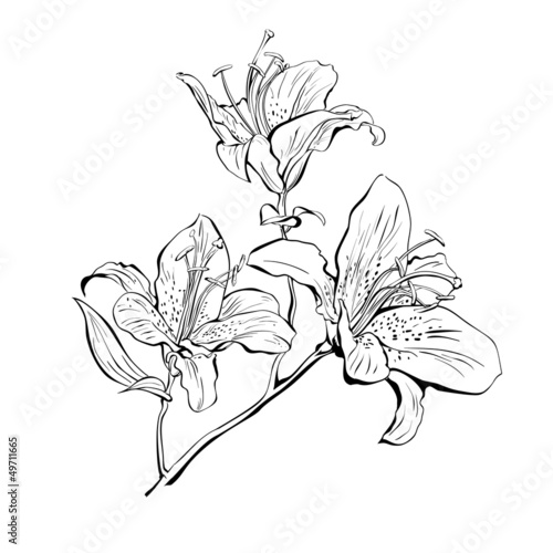 Fototapeta Naklejka Na Ścianę i Meble -  illustration lily