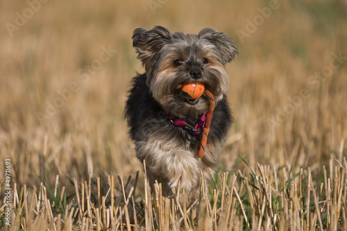 Yorkshire Terrier