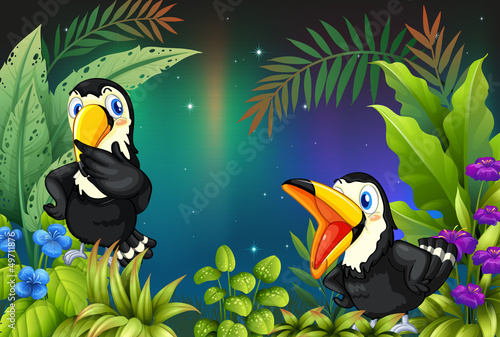 Two birds at the rainforest