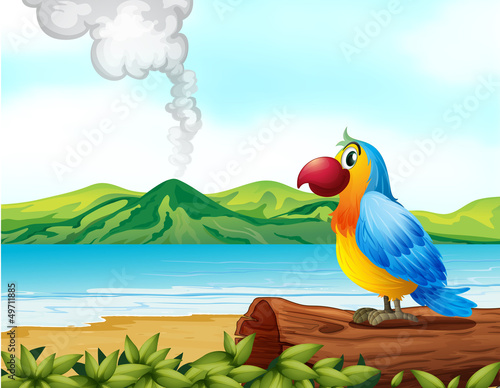 A colorful parrot at the beach