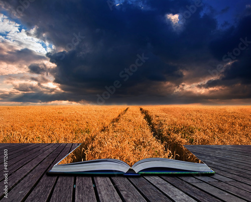 Golden wheat field under dramatic stormy sky landscape in pages photo