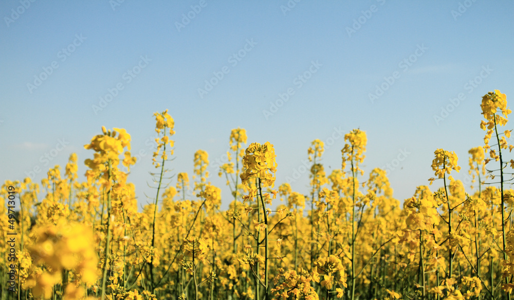 Obraz premium Colza field
