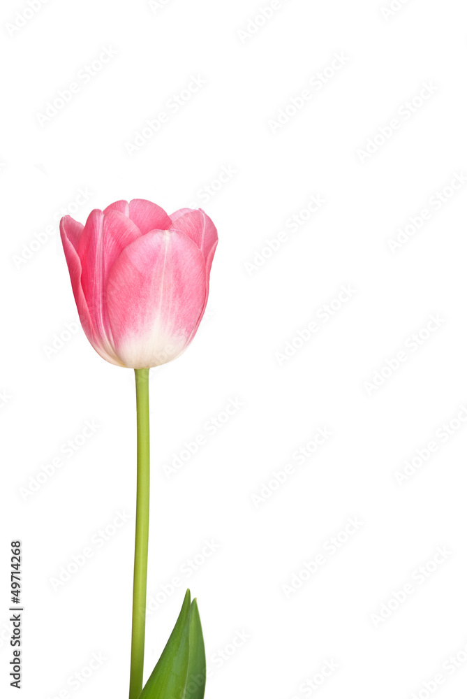 Beautiful Tulip flowers Beautiful Tulip flowers