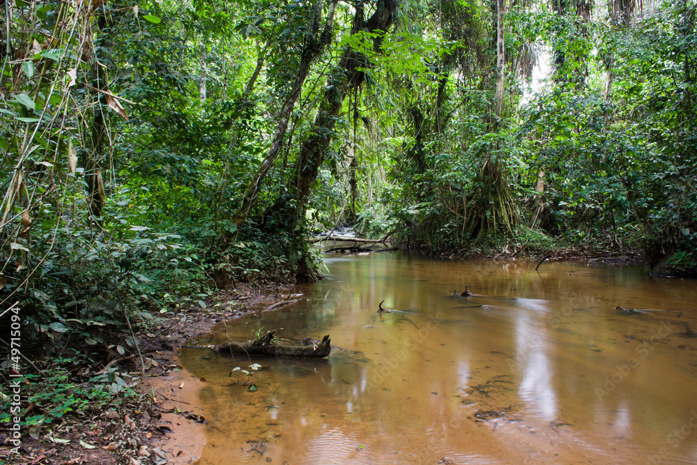 Fototapeta premium Inside the african rainforest III