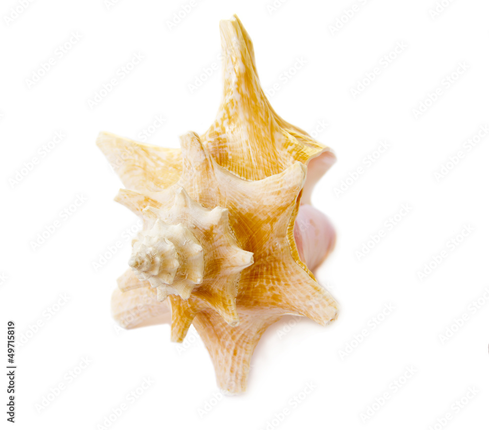 Beautiful sea shell on a white background Beautiful sea shell on a white background