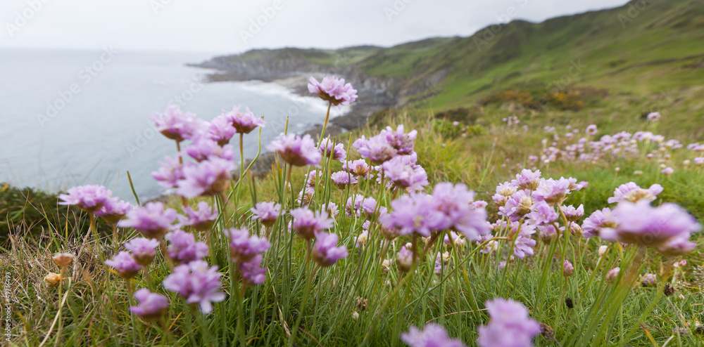 Pink Thrift Flowers on Clifftop