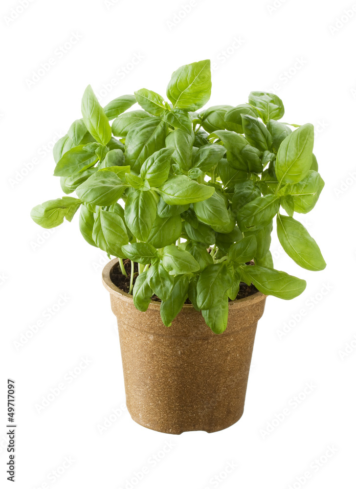 Basil in a pot isolated on white background Basil in a pot isolated on white background