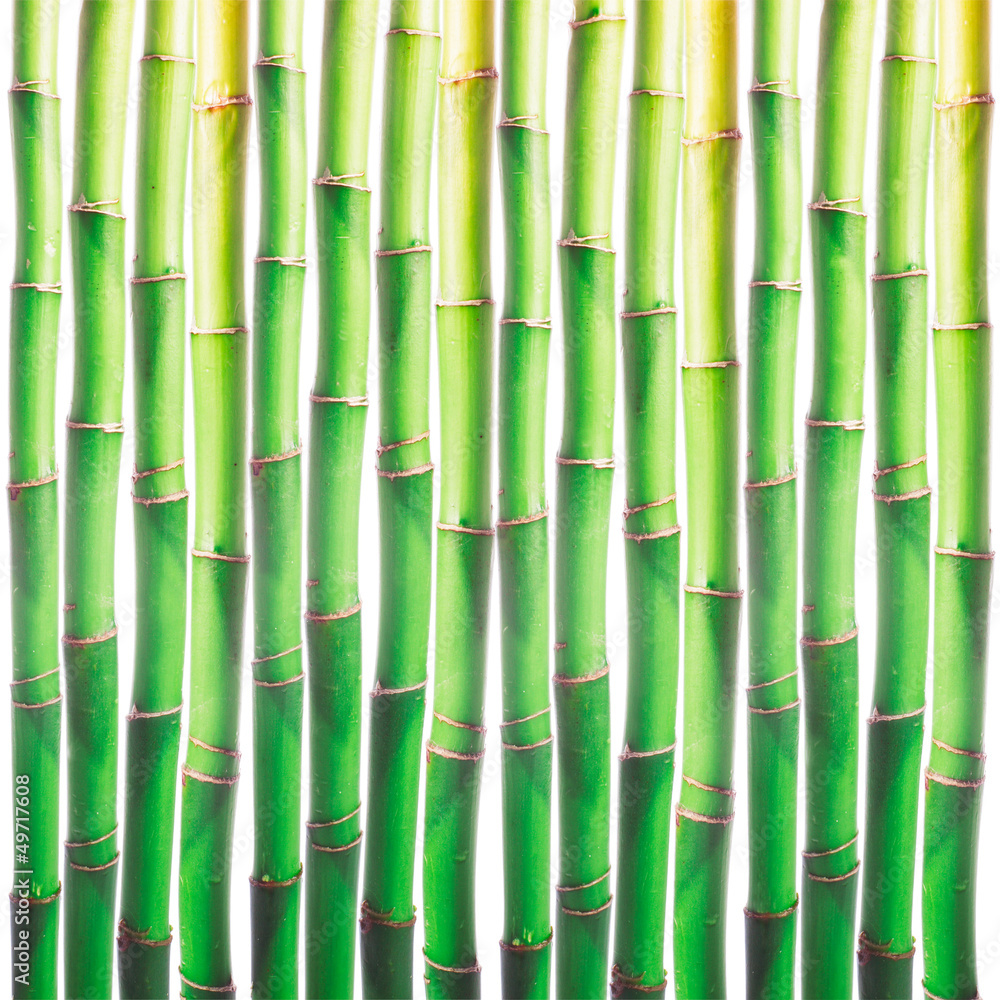 Fototapeta premium Bamboo background