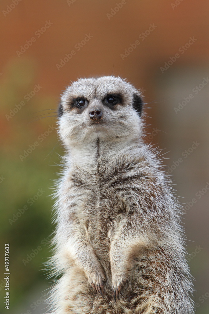 Meerkat Meerkat