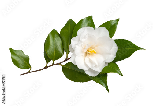 Camellia Fototapet