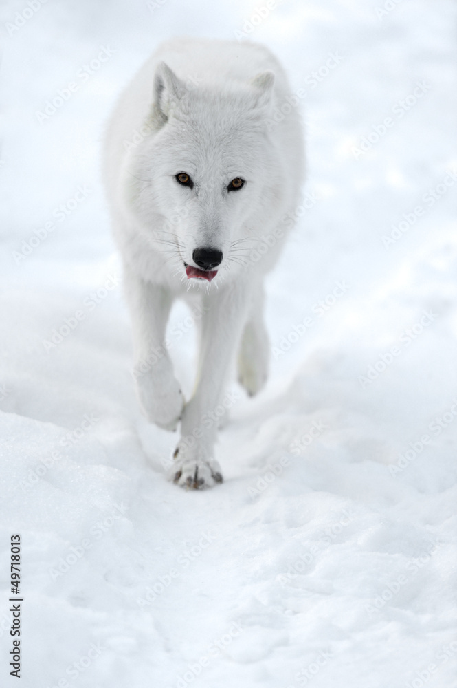 Obraz premium polar wolf