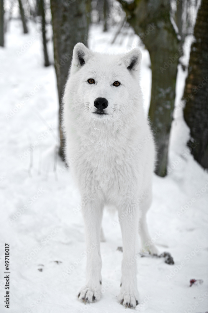 Obraz premium polar wolf