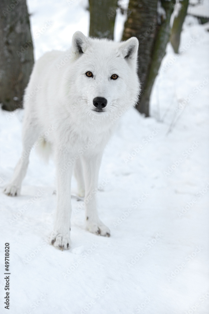 Obraz premium polar wolf