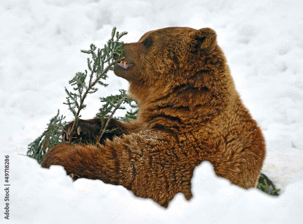 Brown bear Brown bear