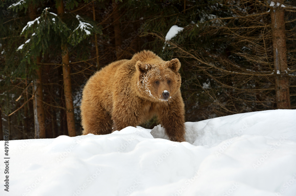 Obraz premium Brown bear