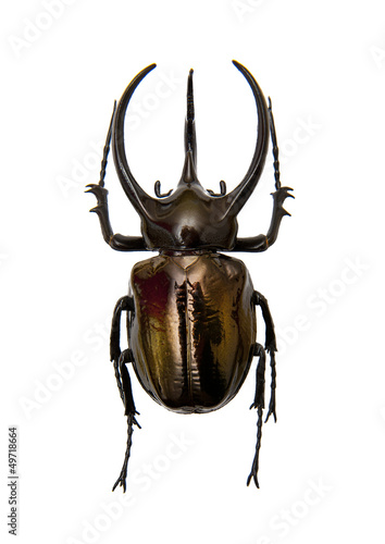 Beetle Chalcosoma Atlas photo