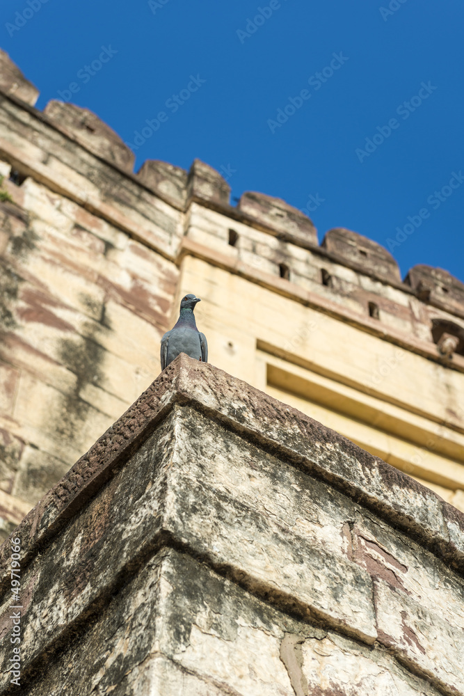 Pigeon on Mehrangarh fortress wall in Jodhpur, India