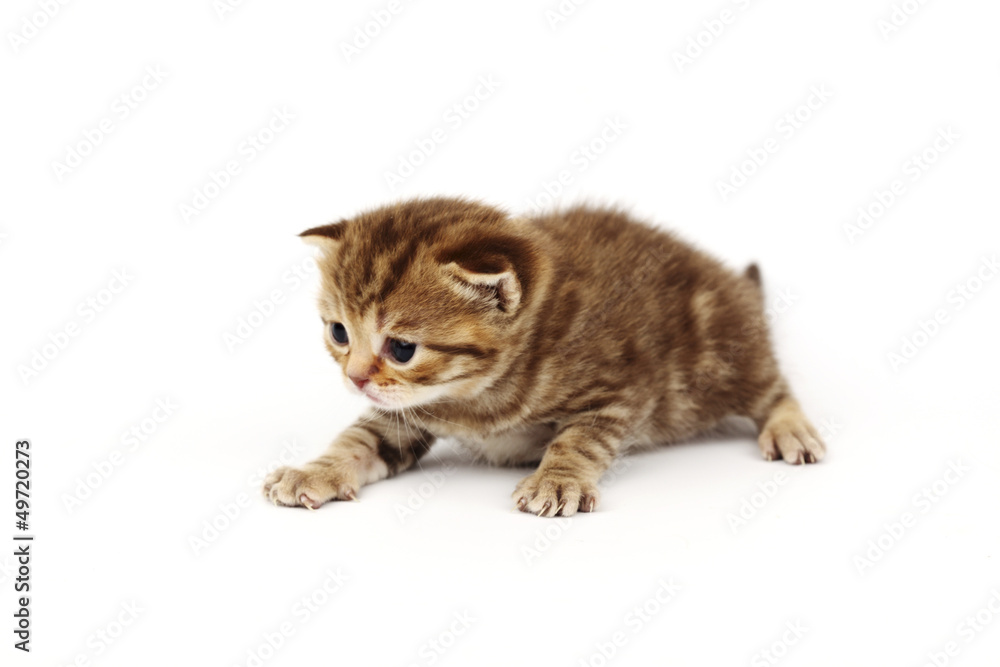 isolated cat isolated cat