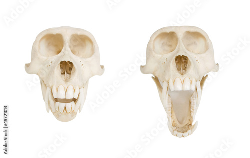 Monkey skull, on white, front view