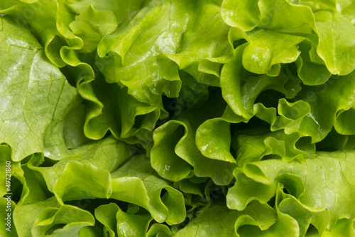 fresh lettuce salad close up