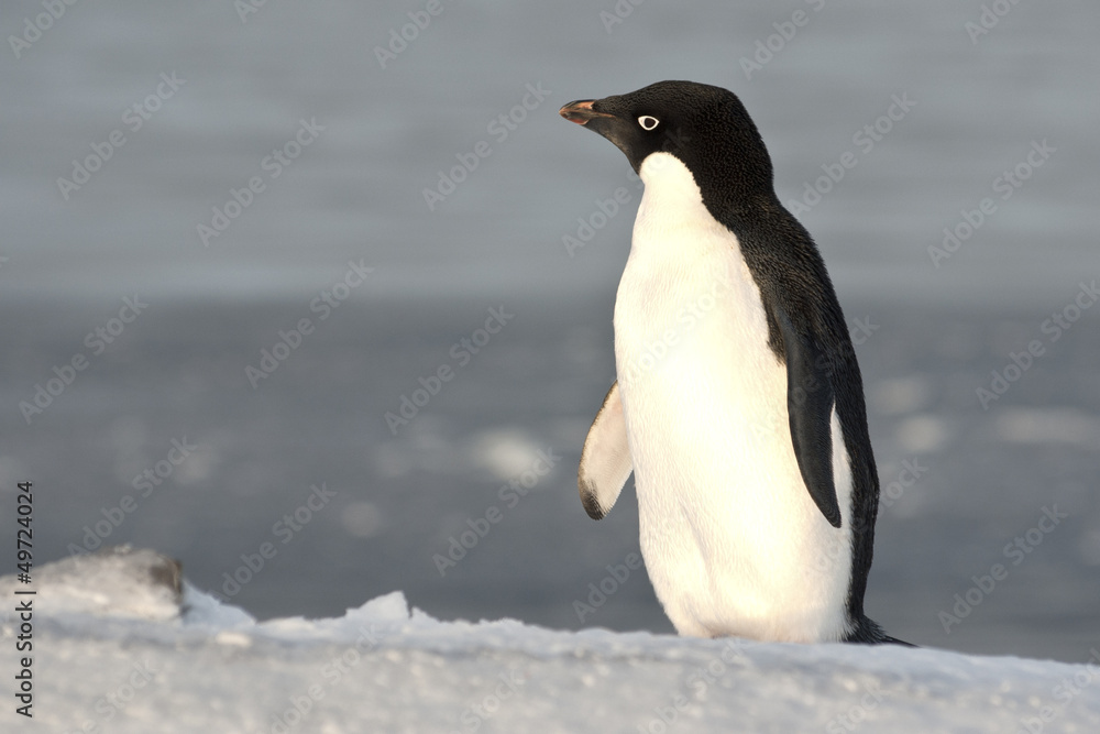 Obraz premium Adelie penguin standing on a slope and looking into the distance
