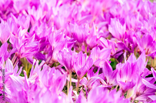 Spring crocus meadow