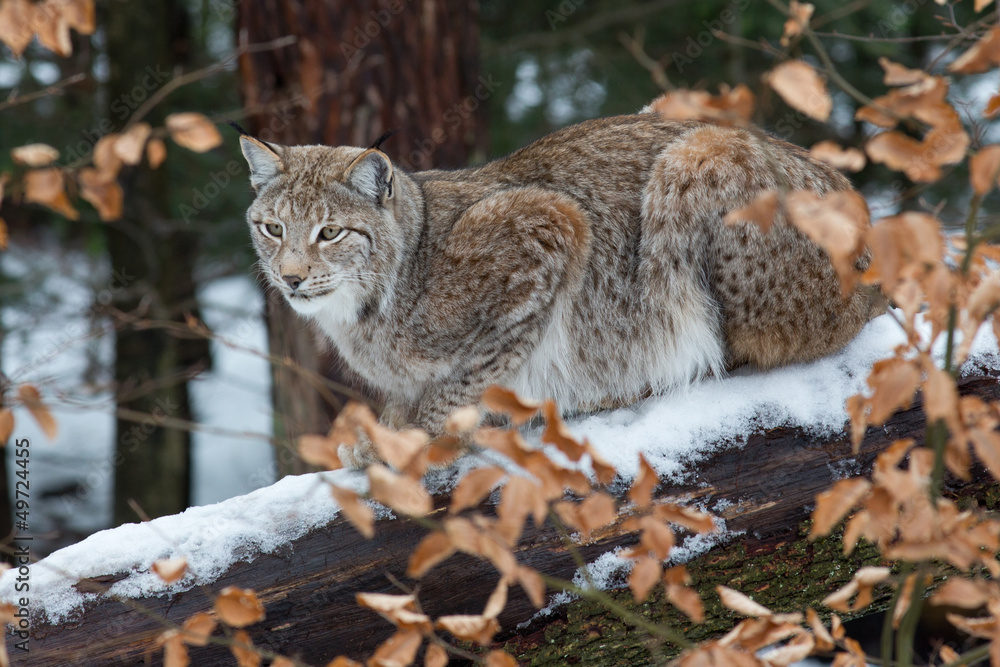 Fototapeta premium Luchs