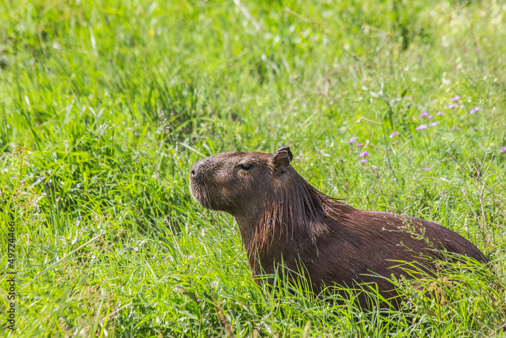 Capybara in the field Capybara in the field