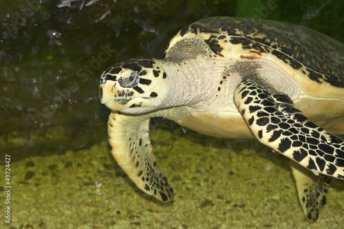 Hawksbill sea turtle floating in a glass aquarium.