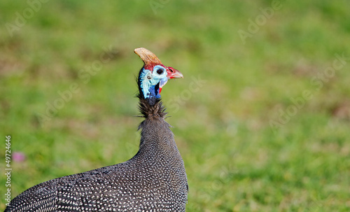 Photo Head and shoulders of Guinea fowl