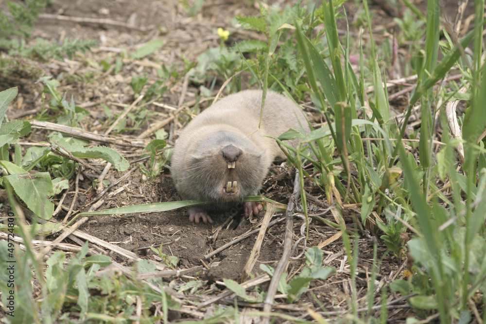 Mole rat crawling on the ground on a day. Mole rat crawling on the ground on a day.