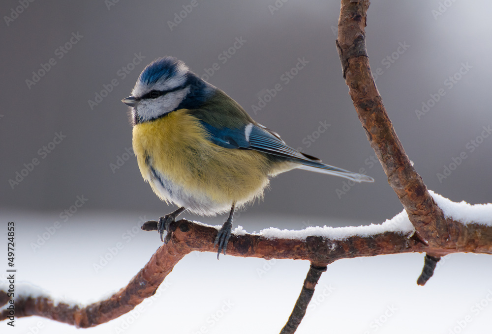 Obraz premium Blue tit