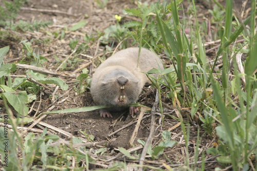 Mole rat crawling on the ground on a day.