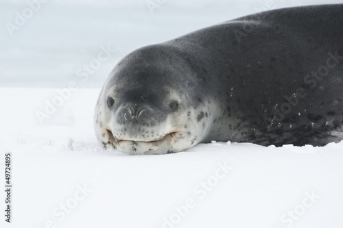 Portrait of a leopard seal lying on the ice in Antarctica.